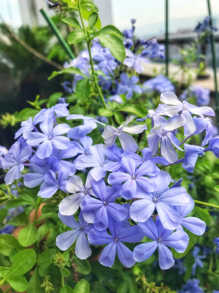 蓝雪花 