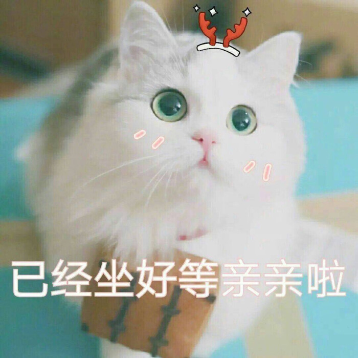 壁纸 动物 猫 猫咪 小猫 桌面 700_699