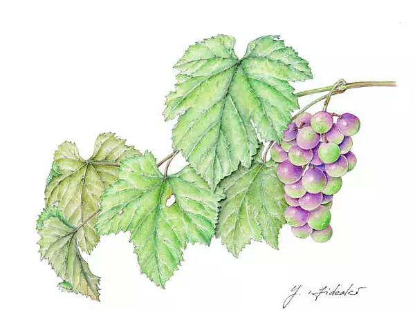 彩铅 葡萄