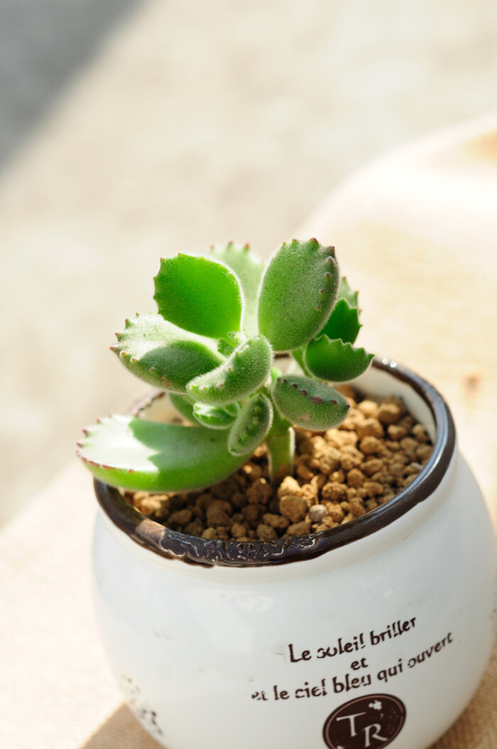 【熊童子】(cotyledon tomentosa)为景天科,银波锦属植物,是一种被子