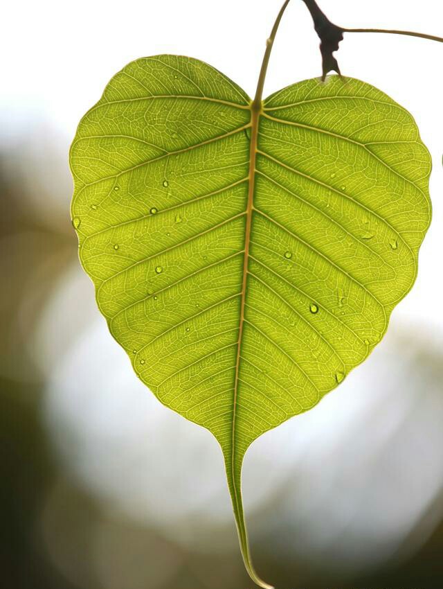 一叶一菩提菩提树叶