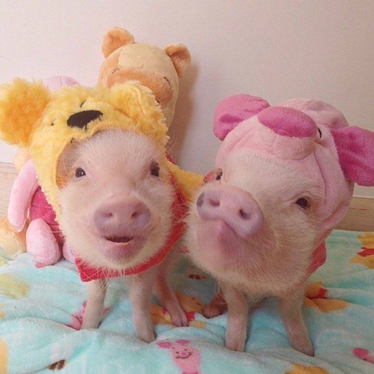 猪头像 情侣头像 表情包 可爱萌图