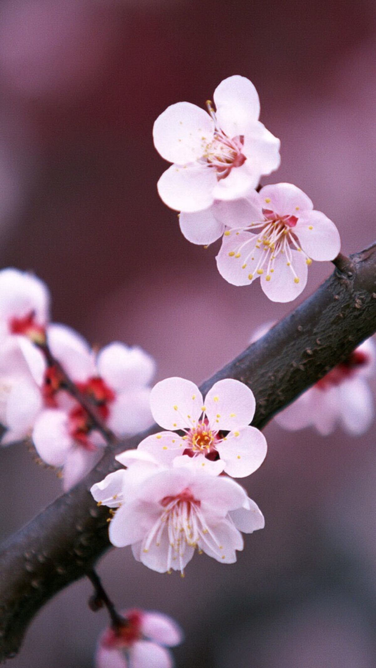 【虎斑收录】高清壁纸 植物 花卉 唯美图片 优美图片