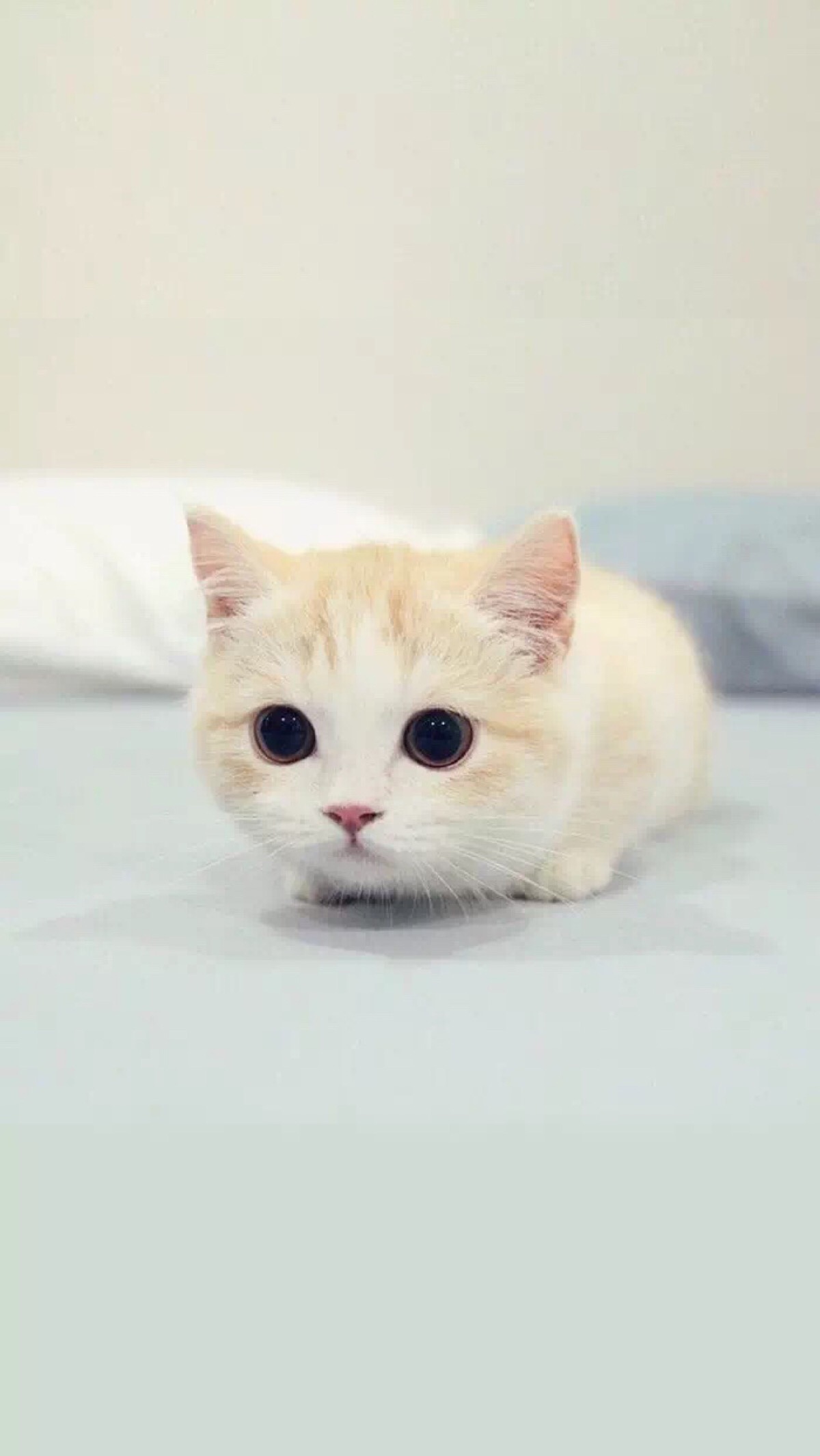 可爱小猫壁纸-堆糖,美好生活研究所