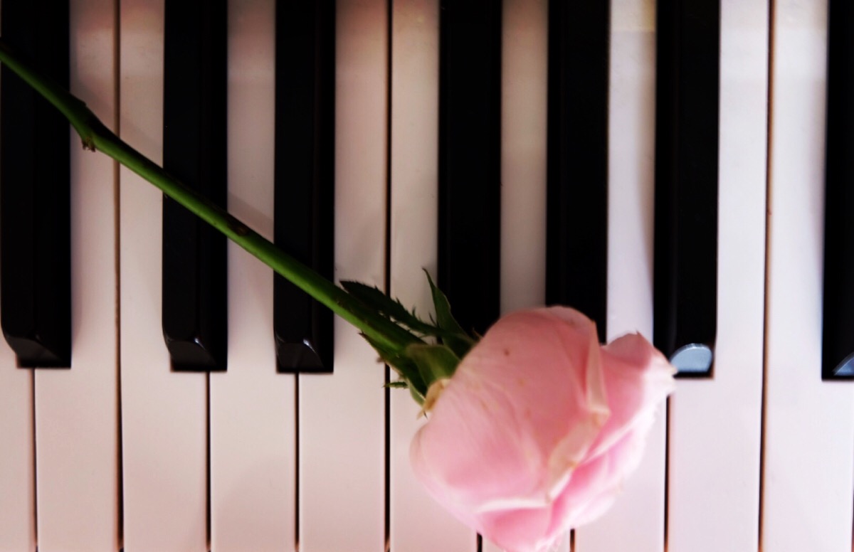 粉玫瑰 钢琴 
