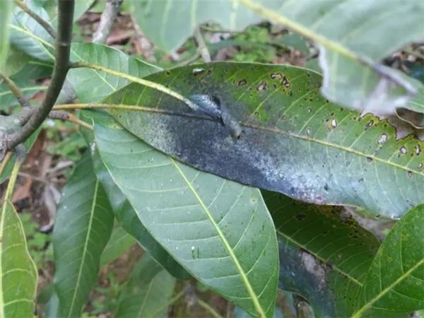 芒果幼果期要注意防治扁喙叶蝉