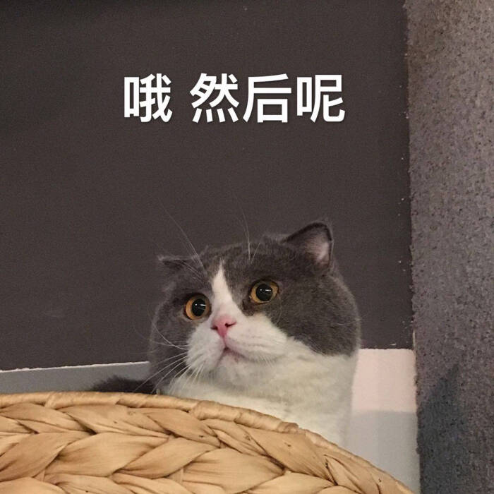 来源 微博 猫咪表情包