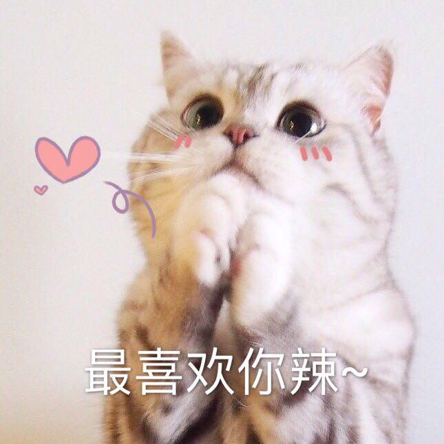 来源 微博 猫咪表情包