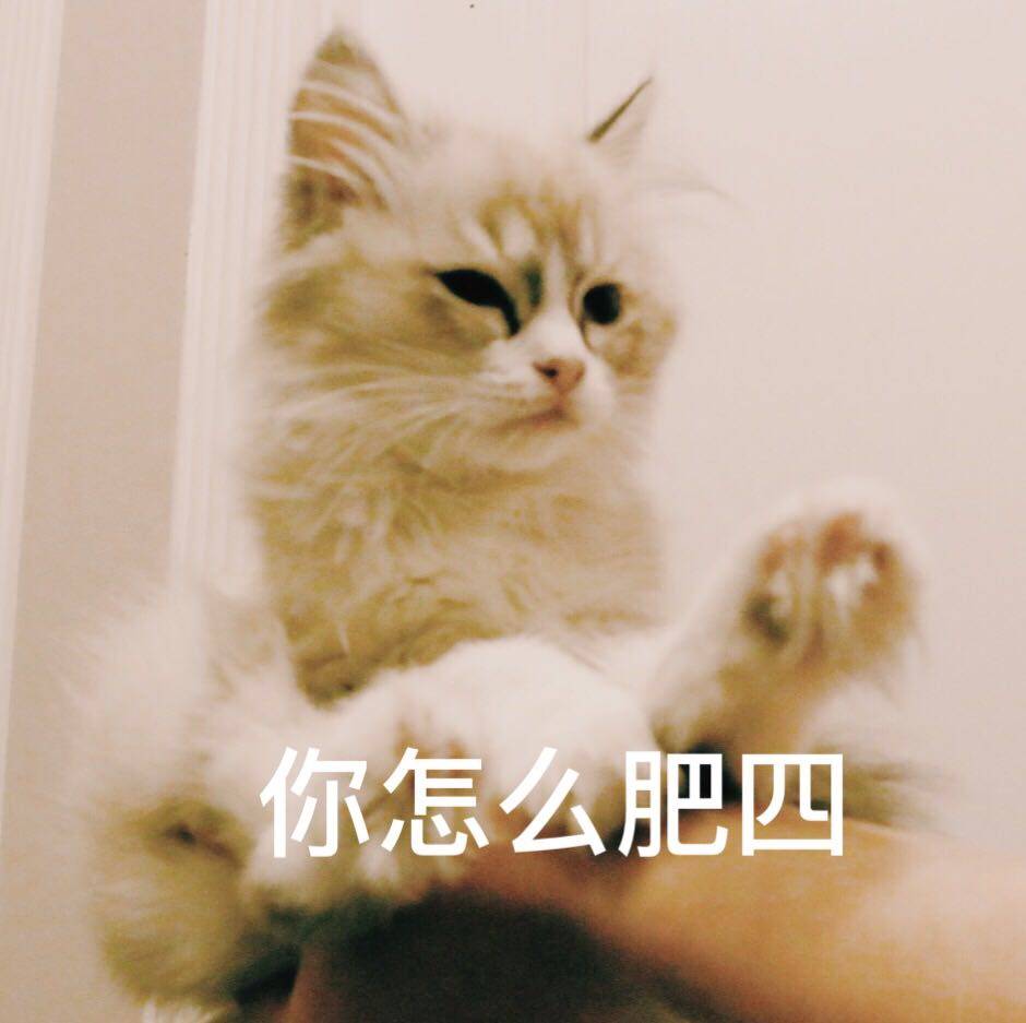 来源 微博 猫咪表情包