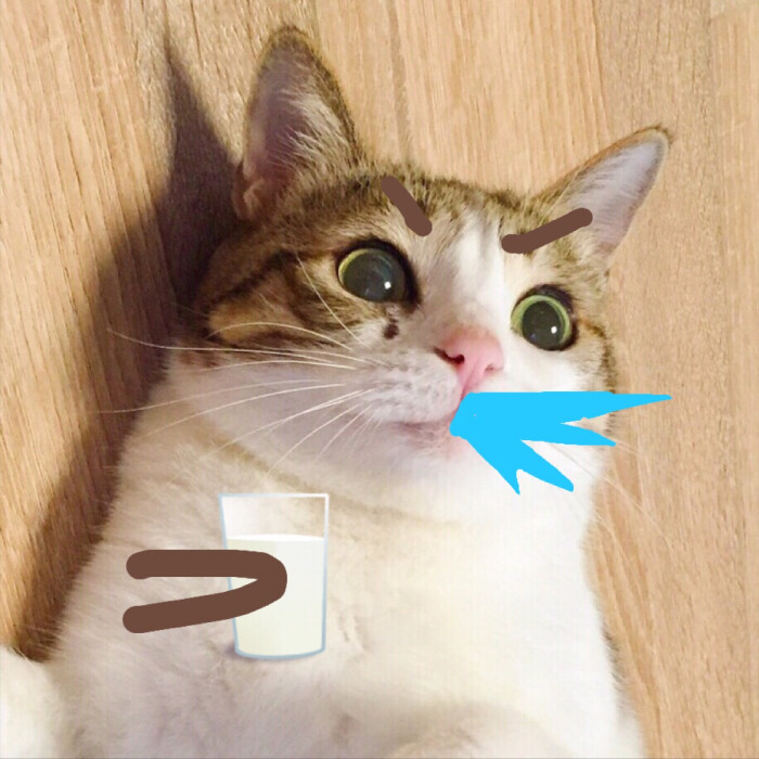 【虎斑收录】表情包 猫咪 瓜皮 聊天专用 可爱 搞笑2333