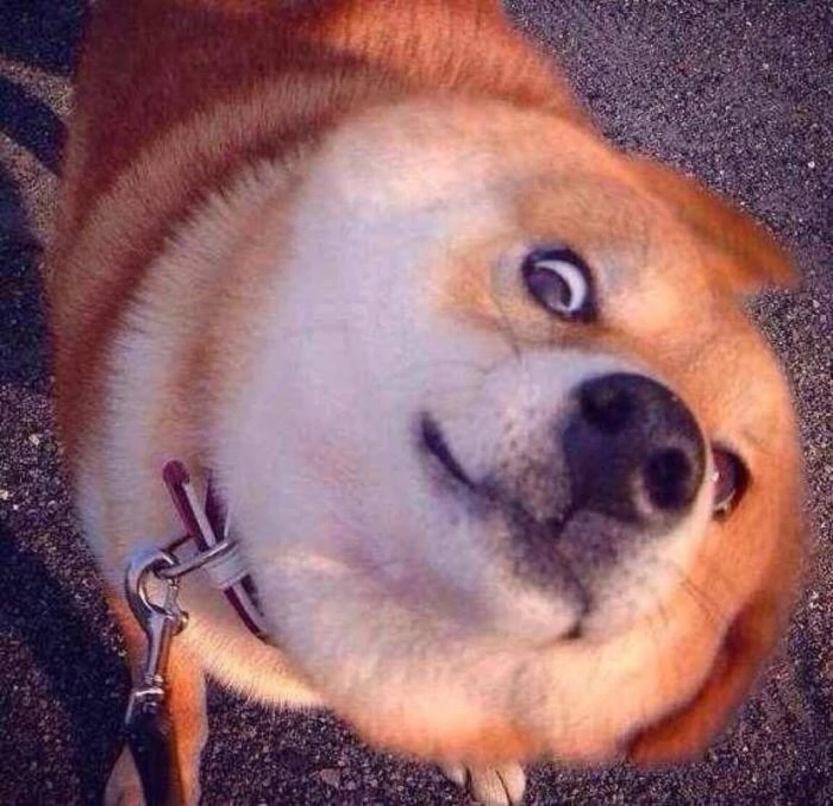 肜肜:狗头/萌物.