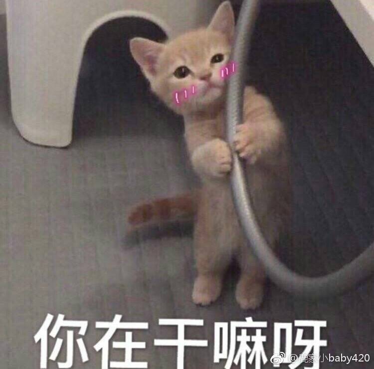 萌宠,猫咪表情包