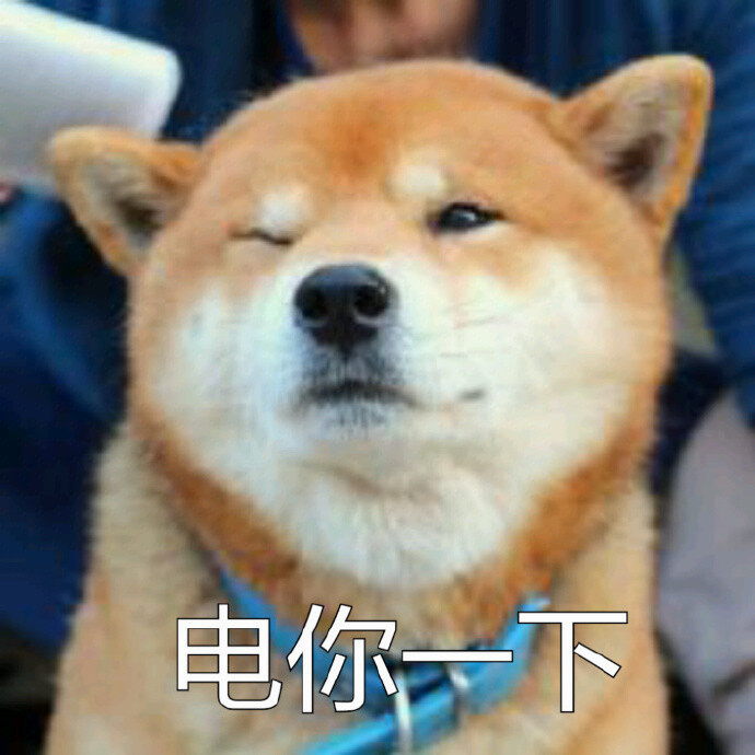 2017年7月23日 11:50   关注  表情包 电你一下 柴犬 秋田 宝宝