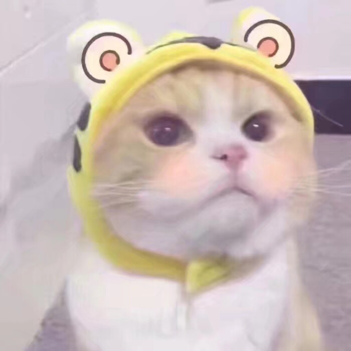 猫猫表情包