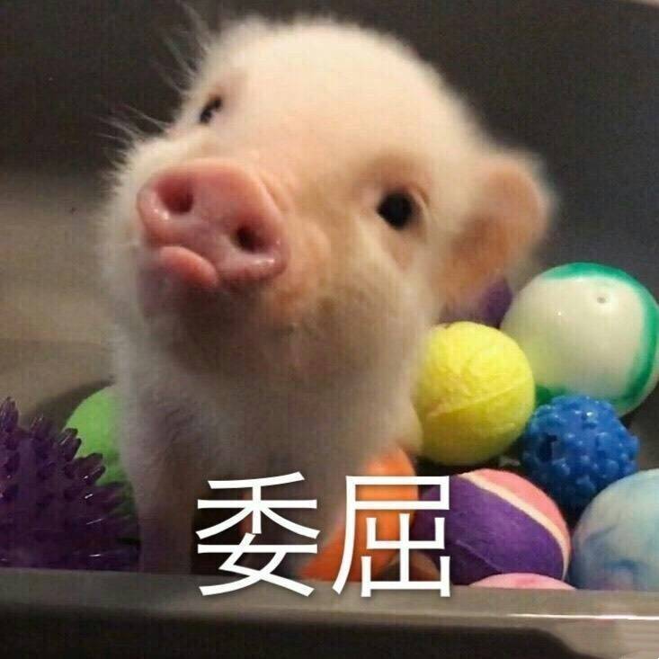 猪 委屈 表情包