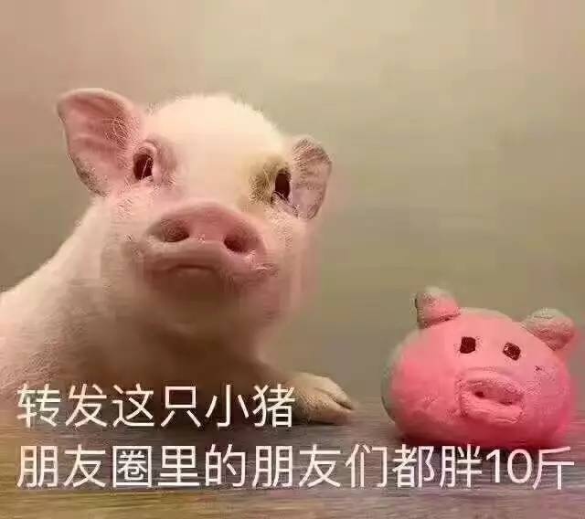 小猪 表情包