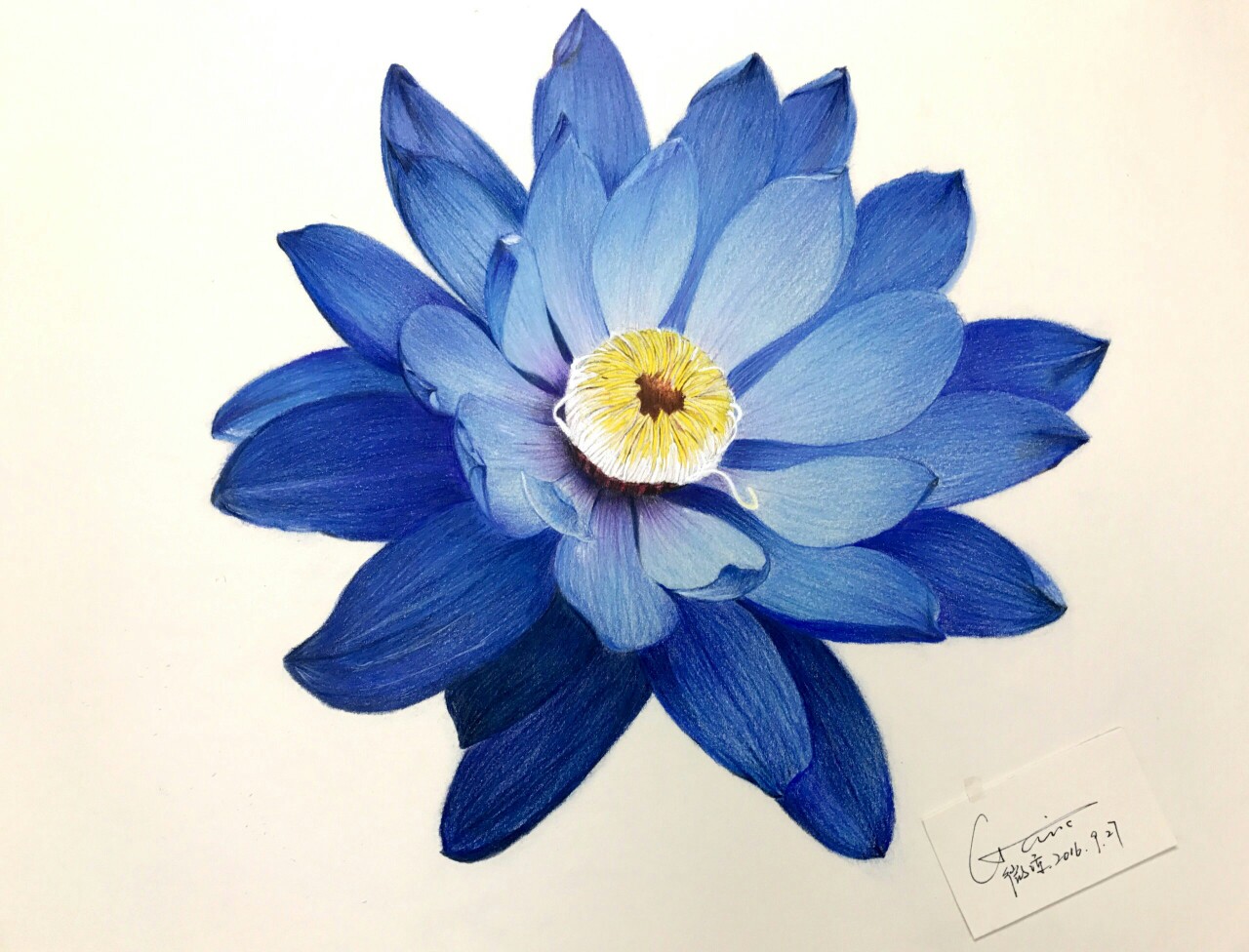 彩铅花卉