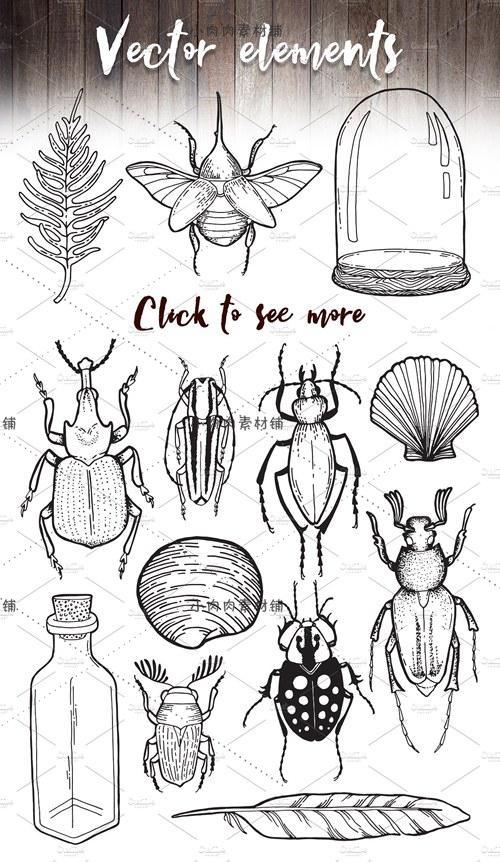 昆虫标本简笔画图片
