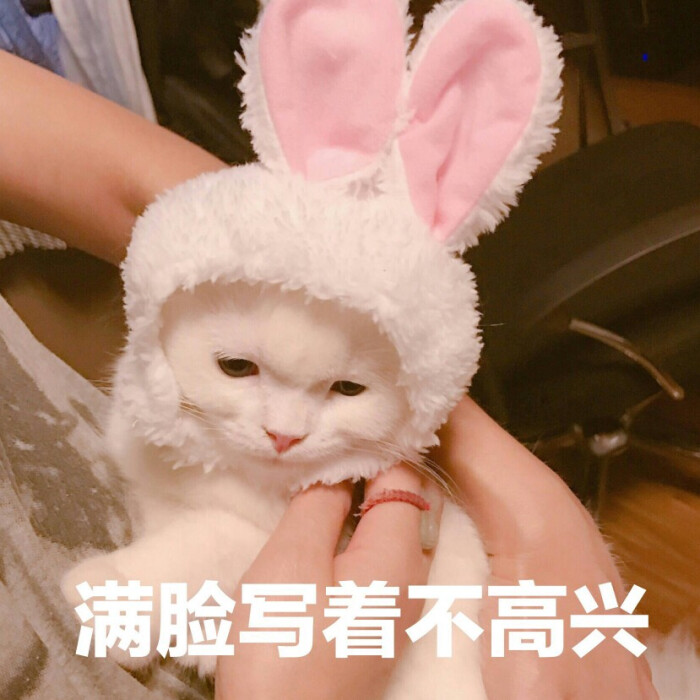 来源 微博 猫咪表情包