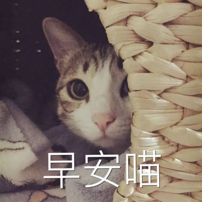 早安喵 