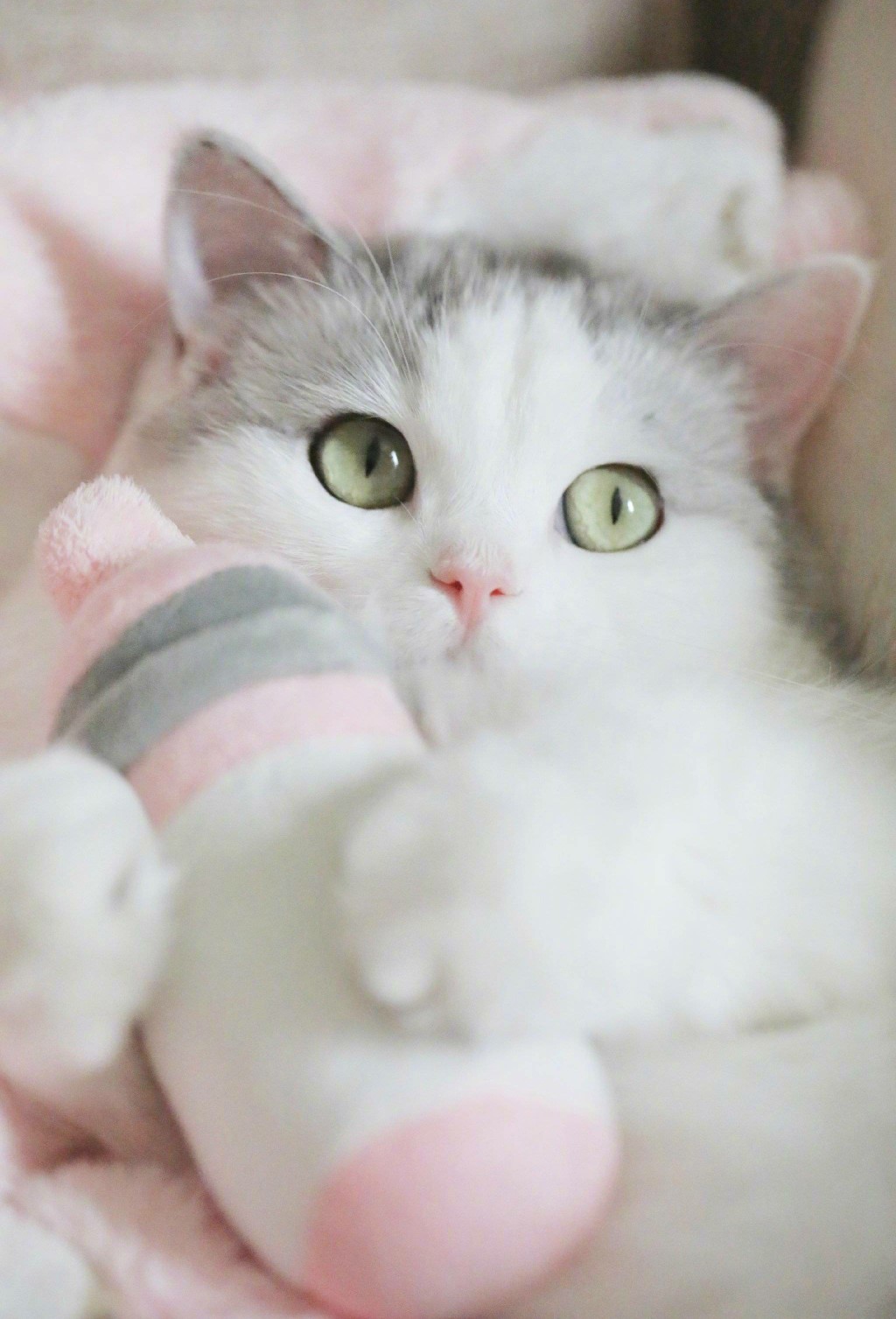 【大菇凉】【世界的软肋】猫 喵星人 可爱 萌 萌宠 宠物 萌物 馒头