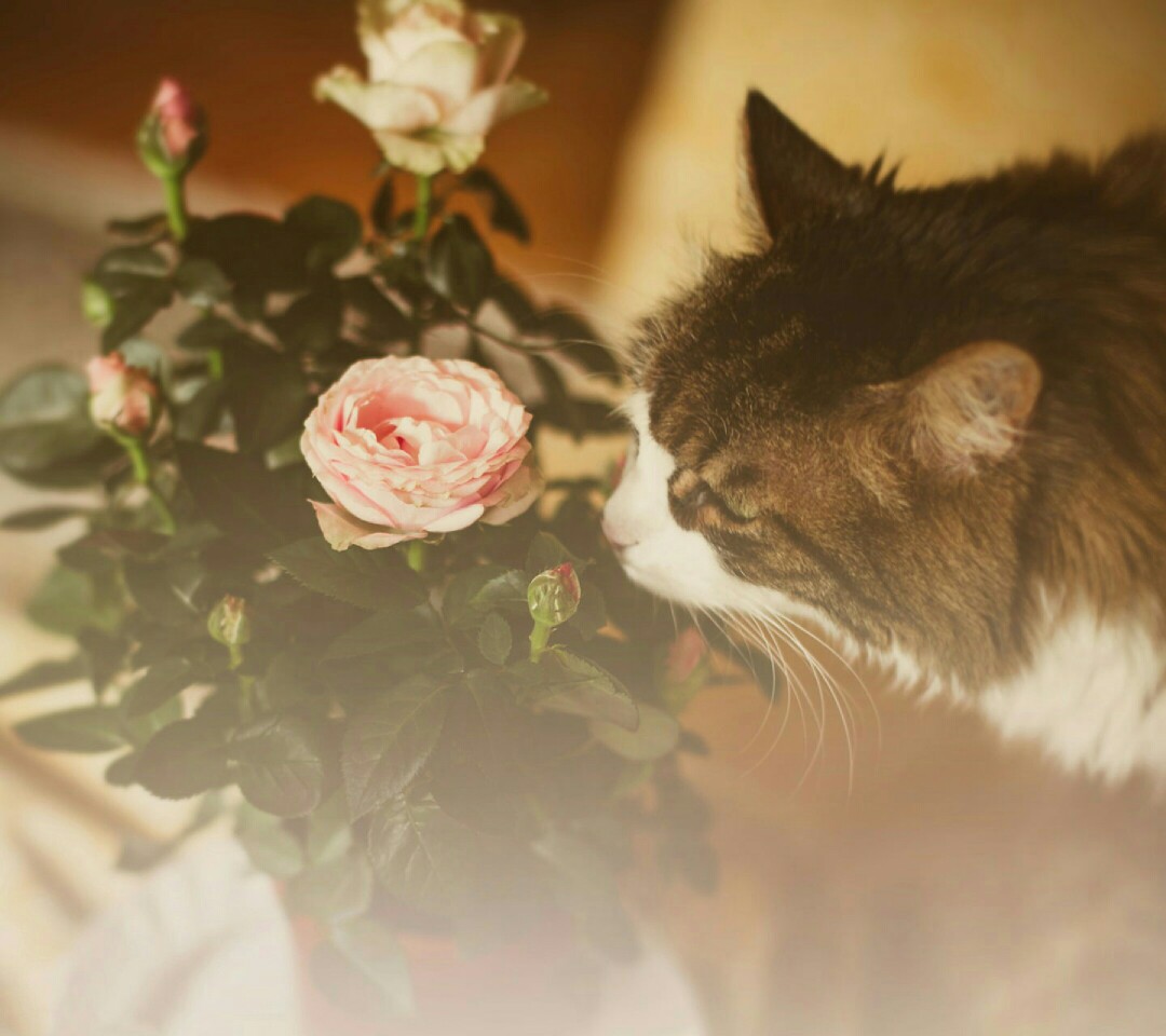 猫咪 玫瑰-堆糖,美好生活研究所