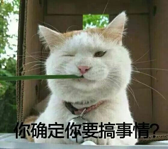 猫咪表情包