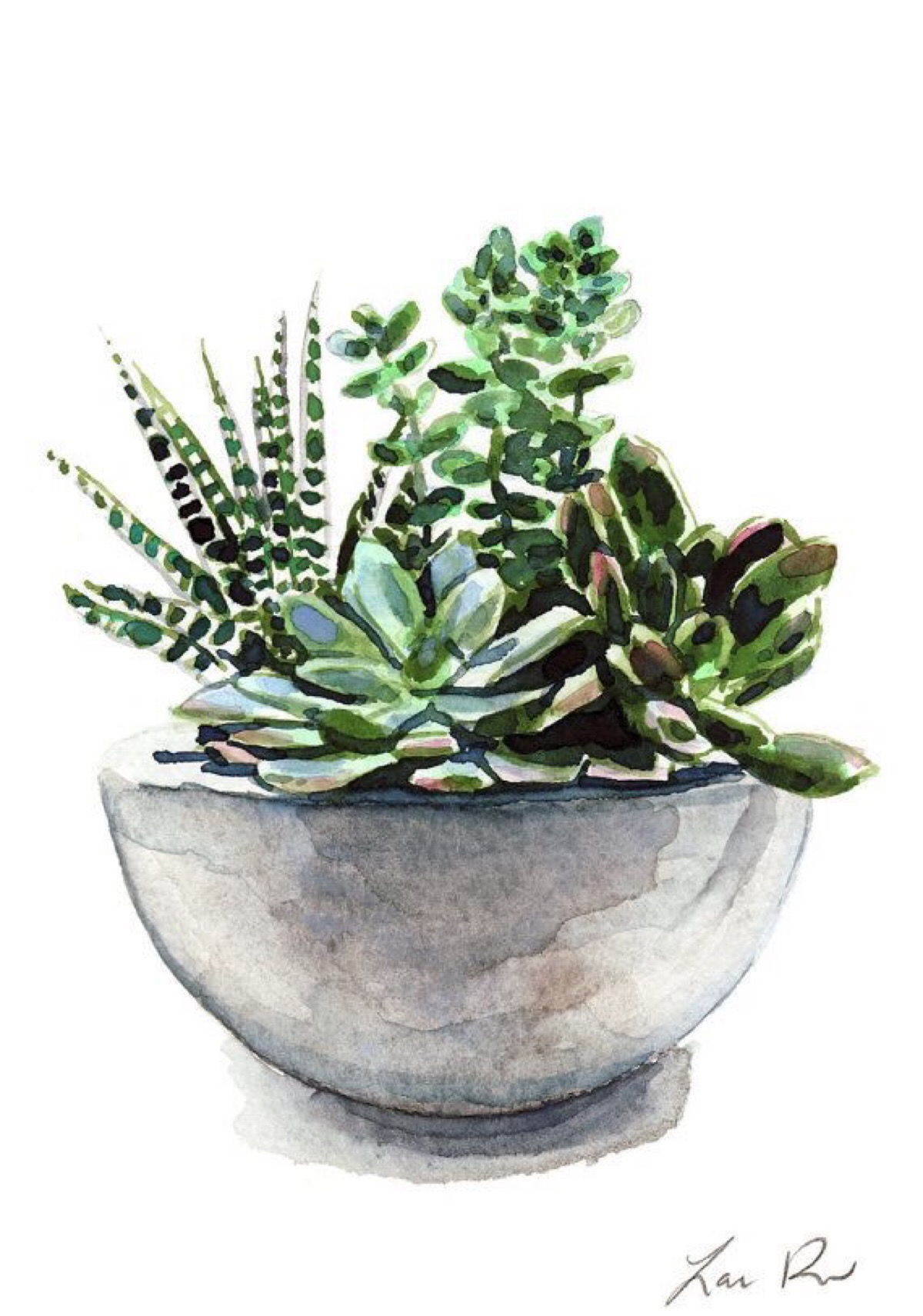 水彩 植物绘画 多肉 插画