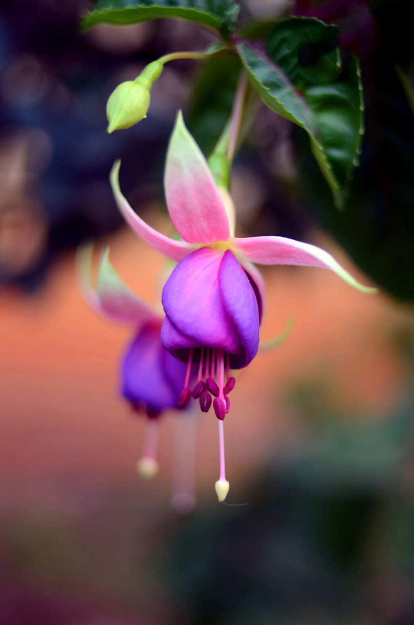灯笼花的花语:感恩,谢错 灯笼在中国代表的是吉祥,安宁.