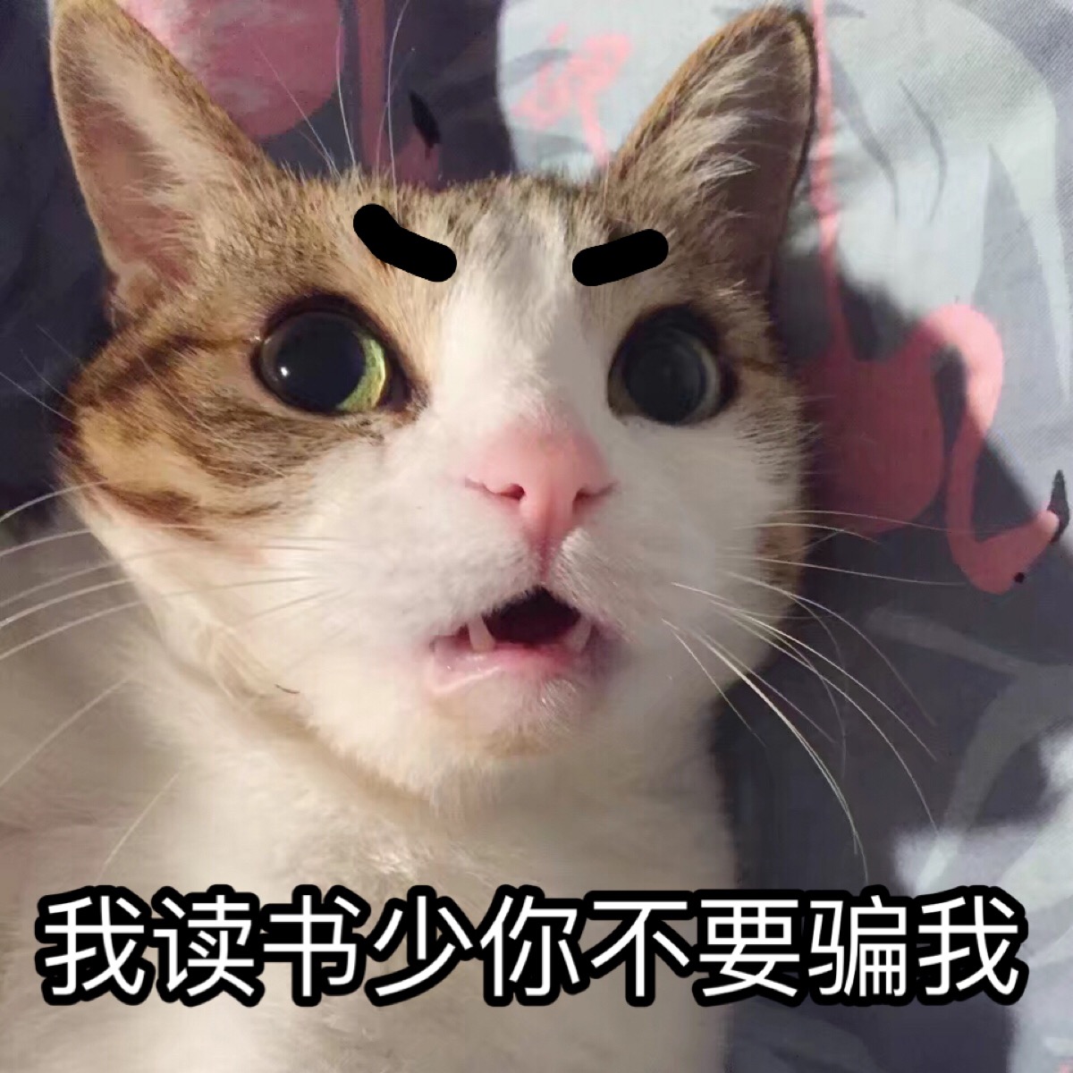 【虎斑收录】表情包 猫咪 瓜皮 聊天专用 可爱 搞笑2333