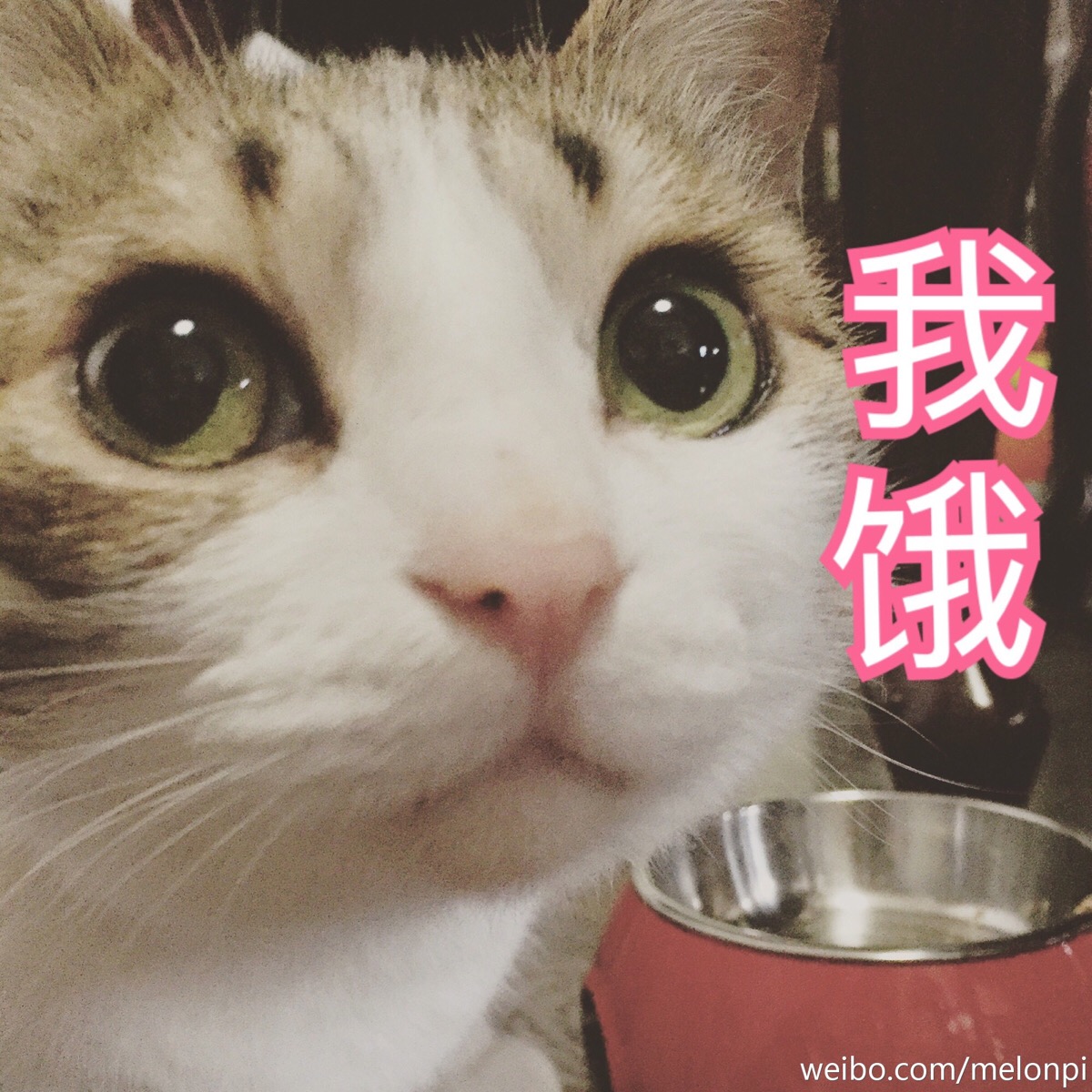 【虎斑收录】表情包 猫咪 瓜皮 聊天专用 可爱 搞笑2333