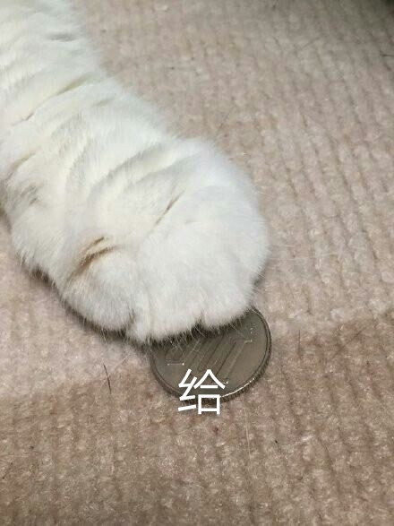 表情表情可爱生气萌一张流量图要多少猫咪图片