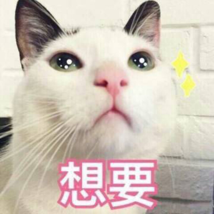 买买买之猫咪表情第二弹表情包躺睡觉怀里图片