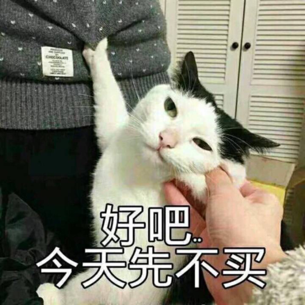 买买买之猫咪表情包 第二弹