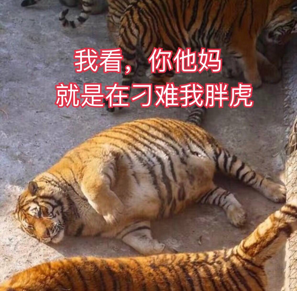 你是在刁难我胖虎