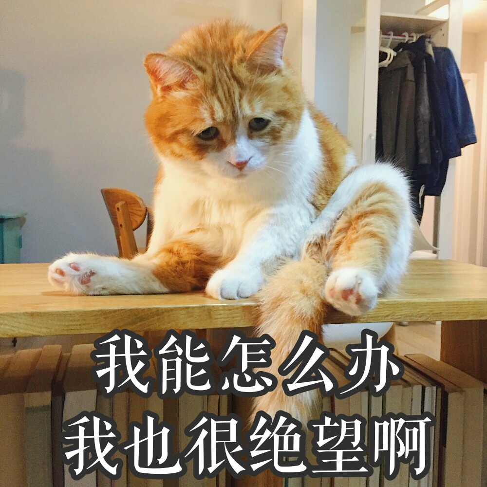 超可爱大日日子弹线和鲨鱼肌的区别图片