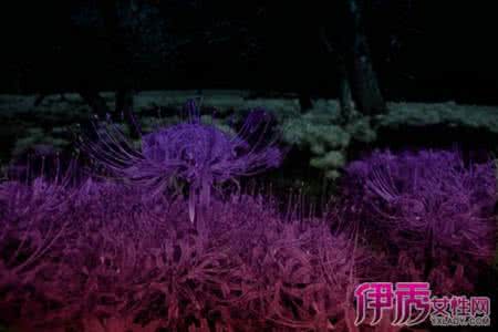 地狱之花-曼珠沙华