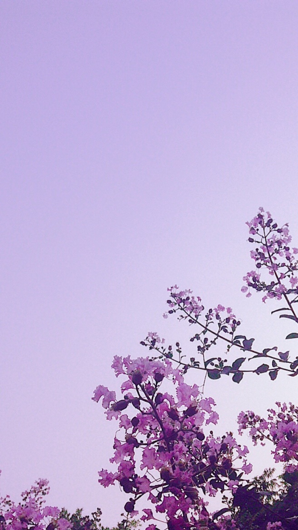 【壁纸 紫色 紫薇花】