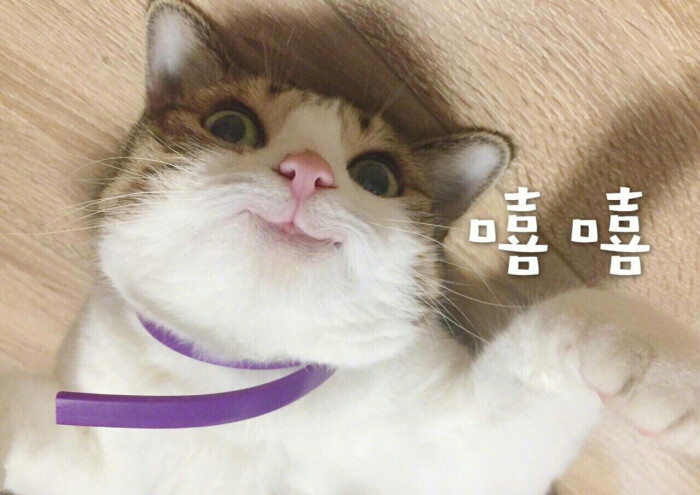 瓜皮表情包