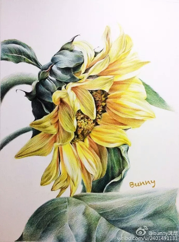 【彩铅画】送你一朵向日葵