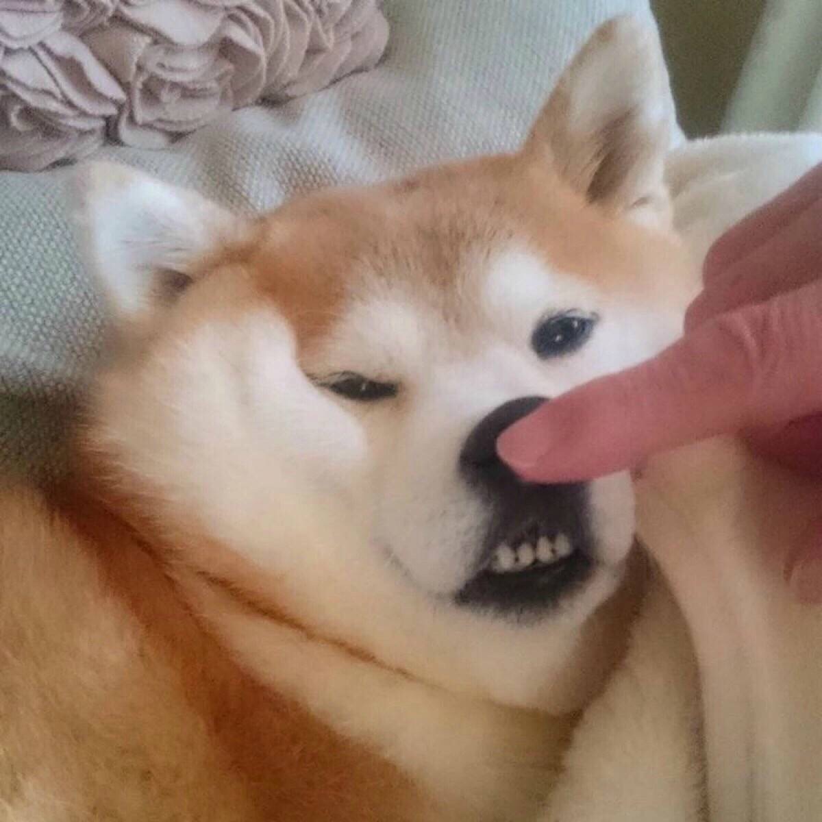 搞怪 少女 头像 柴犬 可爱