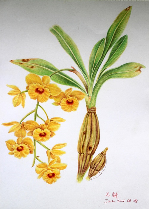 豆瓣网友临摹飞乐鸟的花卉彩铅画