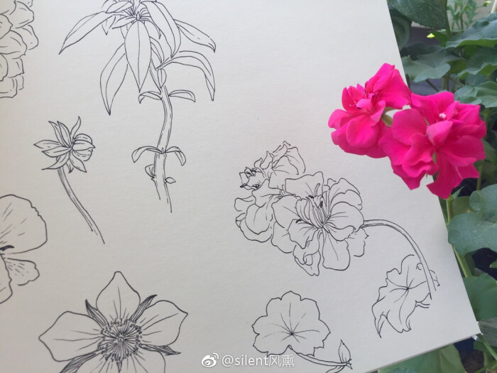 关于风的简笔画图片教程