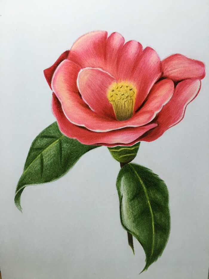 彩铅花卉