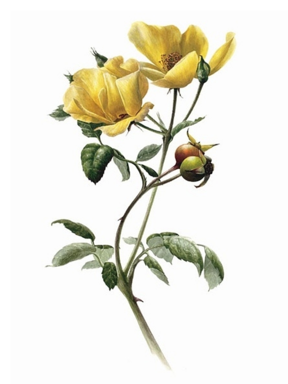 彩铅花卉