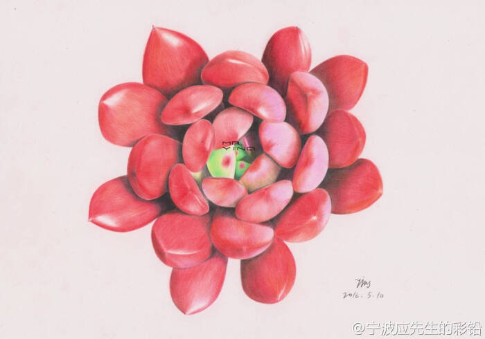 彩铅多肉绘,绘画让v绘画更精彩教程:@应先…-牌认作者图片
