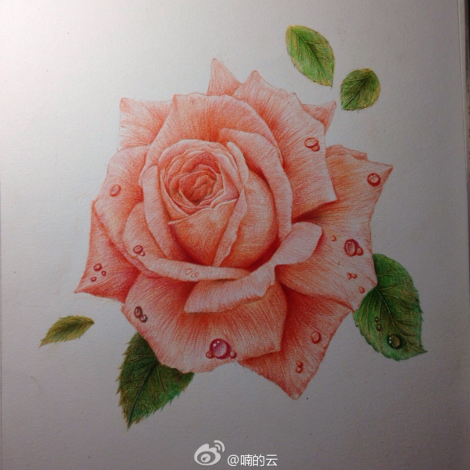 【彩铅手绘原创】画一朵红灿灿的月季花 作者:@喃的云