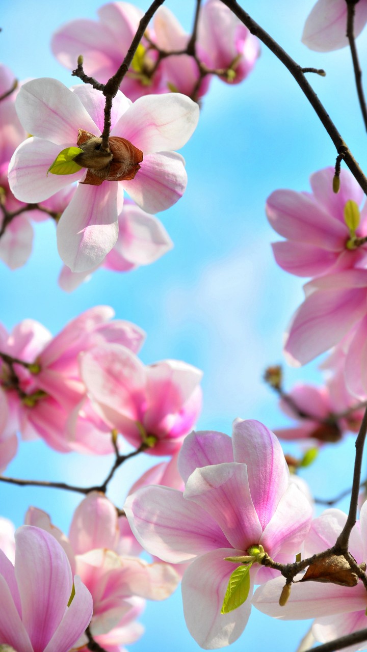 玉兰花外形像极莲花,盛开时,花瓣展向四方,具有很高的观赏价值.