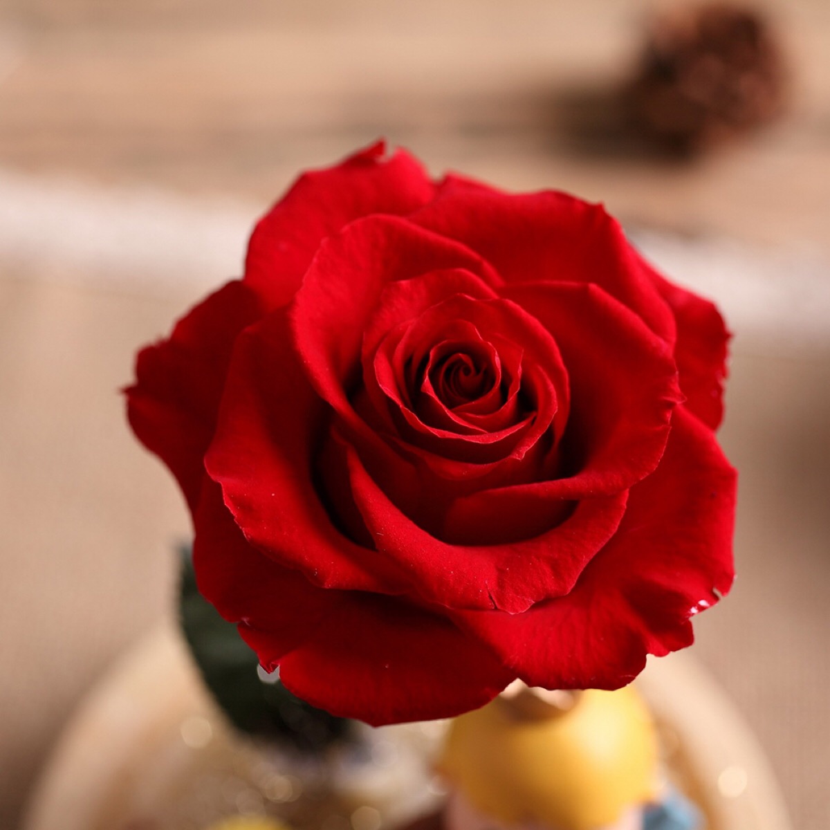 大红色 小王子 永生花 七夕情人节预定 169元/盒