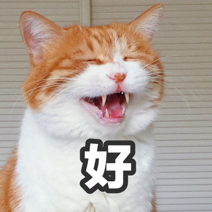 猫日/日日/表情/萌宠/撸猫表情搞笑猴子图片